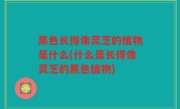 黑色长得像灵芝的植物是什么(什么是长得像灵芝的黑色植物)