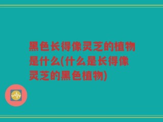 黑色长得像灵芝的植物是什么(什么是长得像灵芝的黑色植物)