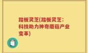 踏板灵芝(踏板灵芝：科技助力神奇蘑菇产业变革)