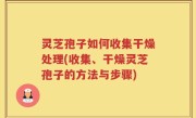 灵芝孢子如何收集干燥处理(收集、干燥灵芝孢子的方法与步骤)