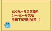 800元一斤灵芝图片(800元一斤灵芝，看图了解奇珍秘药！)