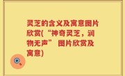 灵芝的含义及寓意图片欣赏(“神奇灵芝，润物无声” 图片欣赏及寓意)