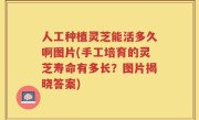 人工种植灵芝能活多久啊图片(手工培育的灵芝寿命有多长？图片揭晓答案)