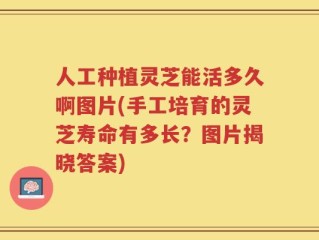 人工种植灵芝能活多久啊图片(手工培育的灵芝寿命有多长？图片揭晓答案)