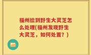 福州捡到野生大灵芝怎么处理(福州发现野生大灵芝，如何处置？)