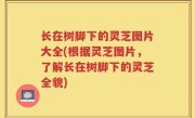 长在树脚下的灵芝图片大全(根据灵芝图片，了解长在树脚下的灵芝全貌)