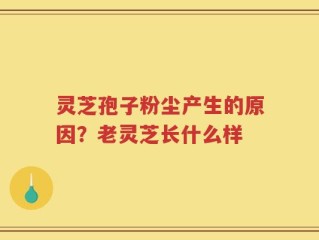 灵芝孢子粉尘产生的原因？老灵芝长什么样