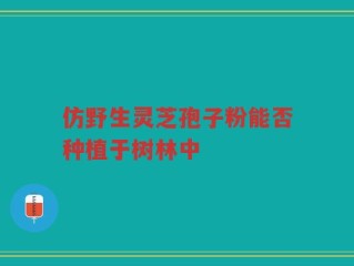 仿野生灵芝孢子粉能否种植于树林中