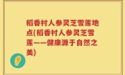 稻香村人参灵芝雪莲地点(稻香村人参灵芝雪莲——健康源于自然之美)