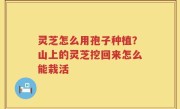 灵芝怎么用孢子种植？山上的灵芝挖回来怎么能栽活