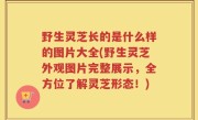 野生灵芝长的是什么样的图片大全(野生灵芝外观图片完整展示，全方位了解灵芝形态！)