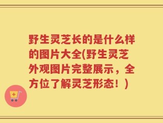 野生灵芝长的是什么样的图片大全(野生灵芝外观图片完整展示，全方位了解灵芝形态！)