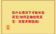 在什么情况下才能长出灵芝(如何正确培育灵芝：完整步骤指南)