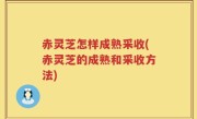 赤灵芝怎样成熟采收(赤灵芝的成熟和采收方法)