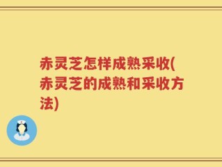 赤灵芝怎样成熟采收(赤灵芝的成熟和采收方法)