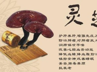 女人长期吃灵芝孢子粉有什么好处 芝素堂灵芝孢子粉的功效与作用