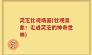 灵芝壮观场面(壮观景象！走进灵芝的神奇世界)