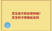 灵芝孢子粉在哪种植？灵芝种子哪里能买到