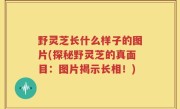 野灵芝长什么样子的图片(探秘野灵芝的真面目：图片揭示长相！)