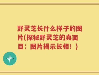 野灵芝长什么样子的图片(探秘野灵芝的真面目：图片揭示长相！)