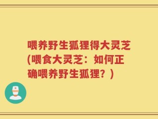 喂养野生狐狸得大灵芝(喂食大灵芝：如何正确喂养野生狐狸？)