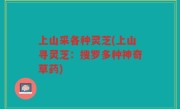 上山采各种灵芝(上山寻灵芝：搜罗多种神奇草药)