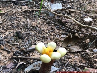 破壁灵芝孢子粉的吃法？怎么吃效果最好？