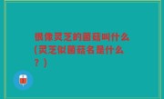 很像灵芝的菌菇叫什么(灵芝似菌菇名是什么？)