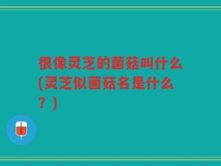 很像灵芝的菌菇叫什么(灵芝似菌菇名是什么？)