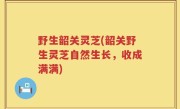 野生韶关灵芝(韶关野生灵芝自然生长，收成满满)
