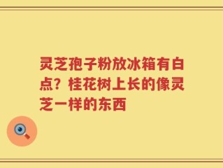 灵芝孢子粉放冰箱有白点？桂花树上长的像灵芝一样的东西