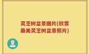 灵芝树盆景图片(欣赏最美灵芝树盆景照片)