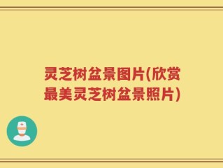灵芝树盆景图片(欣赏最美灵芝树盆景照片)