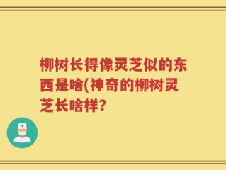 柳树长得像灵芝似的东西是啥(神奇的柳树灵芝长啥样？