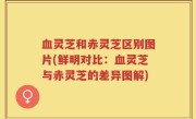 血灵芝和赤灵芝区别图片(鲜明对比：血灵芝与赤灵芝的差异图解)