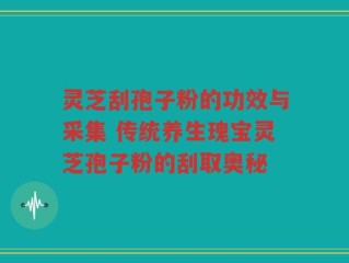 灵芝刮孢子粉的功效与采集 传统养生瑰宝灵芝孢子粉的刮取奥秘