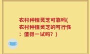 农村种植灵芝可靠吗(农村种植灵芝的可行性：值得一试吗？)