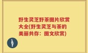 野生灵芝野茶图片欣赏大全(野生灵芝与茶的美丽共存：图文欣赏)