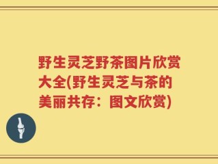 野生灵芝野茶图片欣赏大全(野生灵芝与茶的美丽共存：图文欣赏)