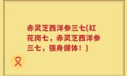 赤灵芝西洋参三七(红花岗七，赤灵芝西洋参三七，强身健体！)