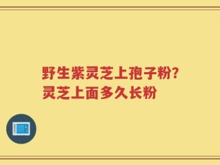 野生紫灵芝上孢子粉？灵芝上面多久长粉