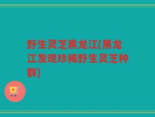 野生灵芝黑龙江(黑龙江发现珍稀野生灵芝种群)