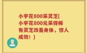 小宇花800采灵芝(小宇花800元采得稀有灵芝改善身体，惊人成效！)