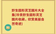 野生圆形灵芝图片大全集(珍贵野生圆形灵芝图片收藏，欣赏美丽自然奇迹)