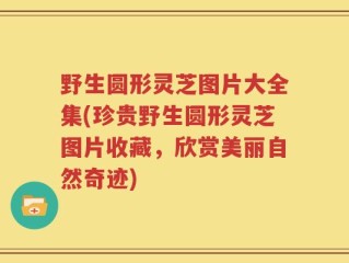 野生圆形灵芝图片大全集(珍贵野生圆形灵芝图片收藏，欣赏美丽自然奇迹)