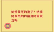 树舌灵芝的孢子？枯榕树长出的白菌是树舌灵芝吗