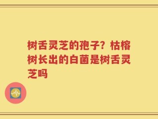 树舌灵芝的孢子？枯榕树长出的白菌是树舌灵芝吗