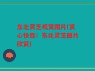东北灵芝观赏图片(赏心悦目！东北灵芝图片欣赏)