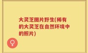 大灵芝图片野生(稀有的大灵芝在自然环境中的照片)