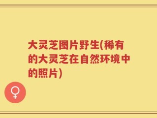 大灵芝图片野生(稀有的大灵芝在自然环境中的照片)